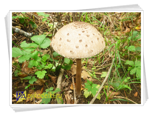 фото грибов в природе, красивые фото грибов